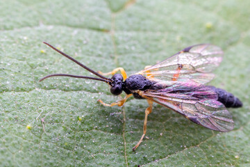 ichneumon flies in the wild state