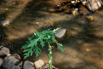 papaya leaves with imperfect growth on the edge of the river