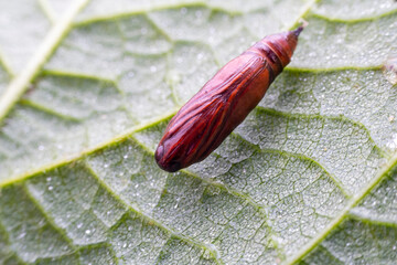 Pupa of Lepidoptera butterflies in the wild state