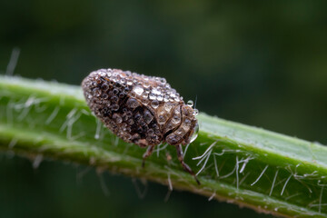 planthopper in the wild state