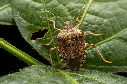 Halyomorpha halys in the wild state