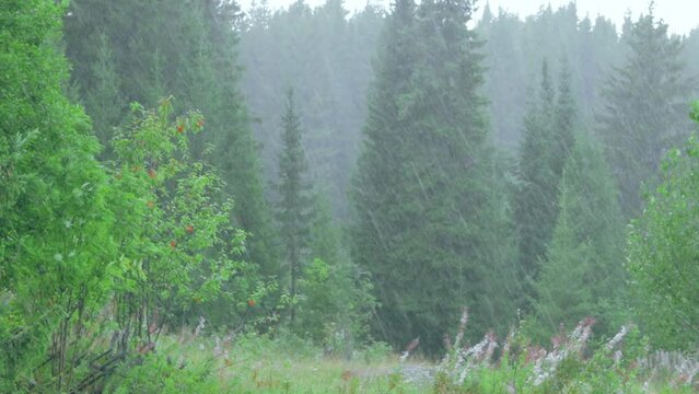 Summer pouring rain in the forest