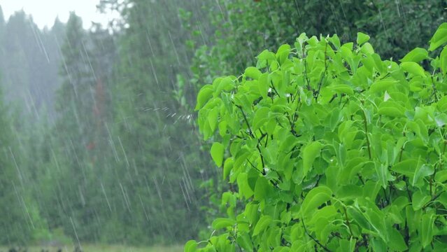 Summer pouring rain in the forest