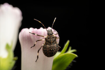 Halyomorpha halys in the wild state
