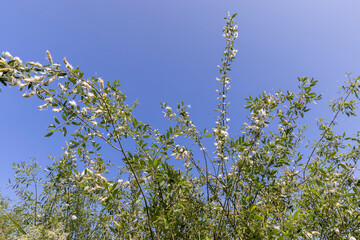 light white fluff from willow in spring