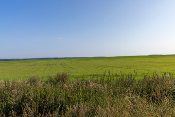 Fototapeta premium field with grass for harvesting fodder for cows