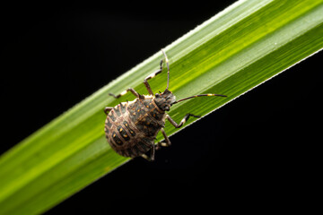 Halyomorpha halys in the wild state