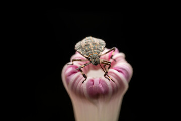 Halyomorpha halys in the wild state