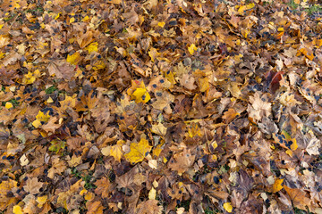 maple in autumn in cloudy weather