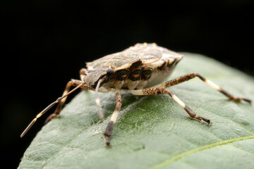 Halyomorpha halys in the wild state