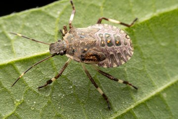 Halyomorpha halys in the wild state