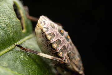 Halyomorpha halys in the wild state