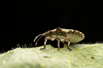 Halyomorpha halys in the wild state