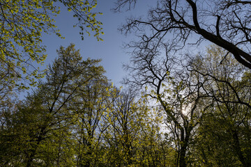 deciduous trees in a mixed forest in the spring season