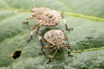 Halyomorpha halys in the wild state