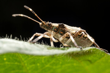 Halyomorpha halys in the wild state