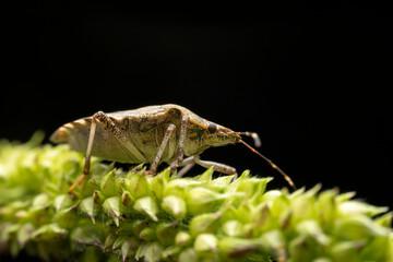 Halyomorpha halys in the wild state