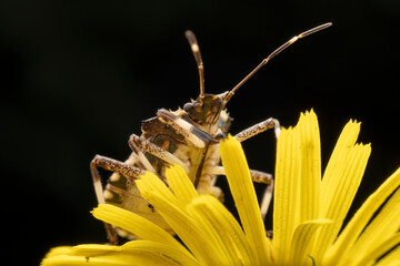 Halyomorpha halys in the wild state