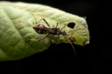 Riptortus pedestris in the wild state