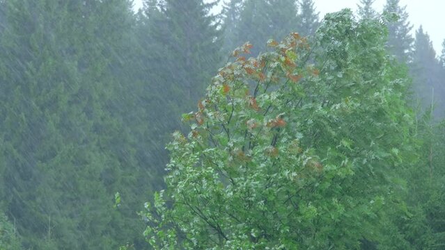 Summer pouring rain in the forest