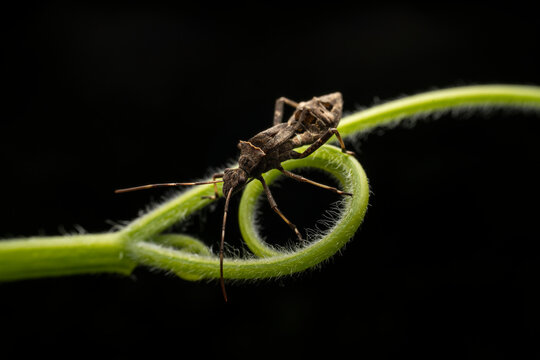 "Natural Enemies" Images – Browse 1,596 Stock Photos, Vectors, and