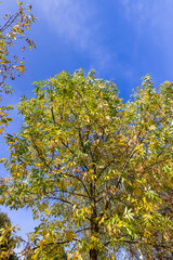 ash foliage changing color from green to yellow-orange