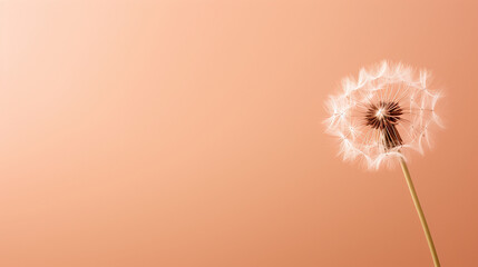 Banner Soft-focus dandelion on peach background, delicate nature wallpaper, tranquil floral stock photo. Trendy Peach Fuzz color. AI Generative