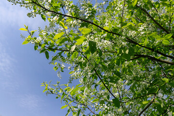 a flowering cherry tree in the spring season, a spring park