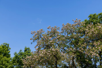 tall flowering trees in spring against the blue sky