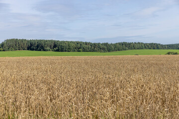 a field with cereals in sunny summer weather
