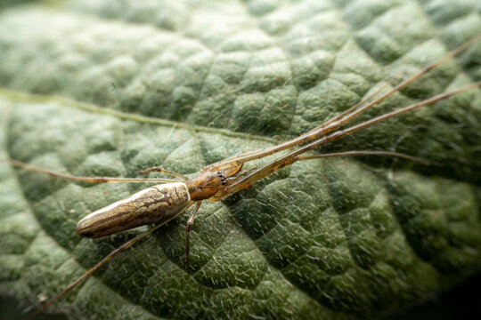 long-jawed orb weaver in the wild state