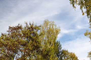 Obraz premium birch tree foliage during autumn leaf fall