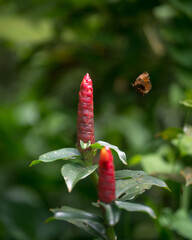 Red Button Ginger plant with a flying butterfly in a lovely garden.