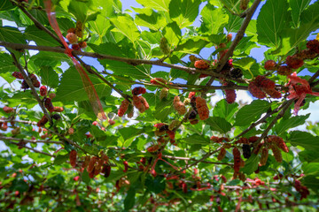 Mulberry fruit and tree. Black ripe and red unripe mulberries tree on the branch. Fresh and Healthy mulberry fruit.