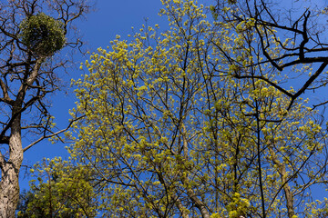 green foliage and maple flowers on trees in the spring season
