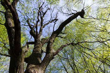 new green foliage on deciduous trees in the forest in the spring season