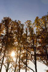 different types of trees growing next to each other