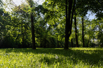 Fototapeta premium deciduous trees with green foliage in spring, green foliage