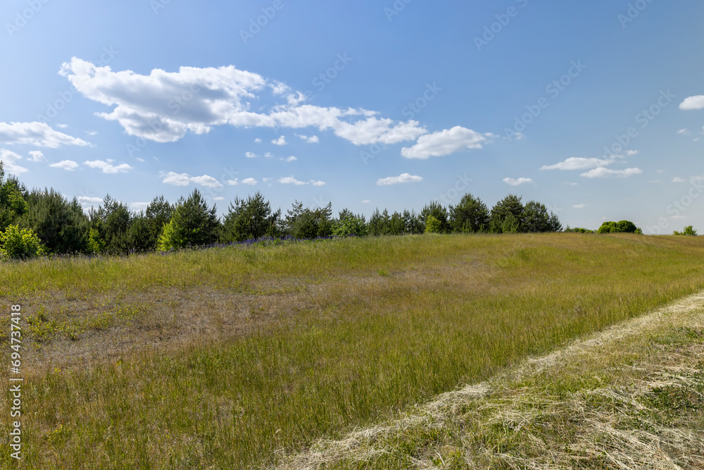 Wall mural drying of mown grass for feeding animals on the farm