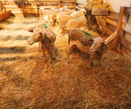 Troupeau de brebis de race Lacaune dans leur bergerie  