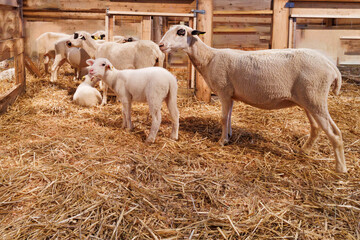 Troupeau de brebis de race causse du lot ou caussenarde du lot et leur agneau dans une bergerie
