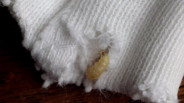 Moth Larva Enters Hole In Knitted Clothing. closeup shot