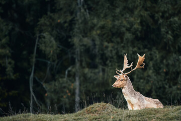 A sunlit red deer stag with new velvet antlers looks at the camera from the side. The majestic wild...