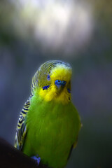 The budgerigar (Melopsittacus undulatus), also known as the common parakeet, shell parakeet or budgie, in a typical original natural color. Green male sitting on branch with dark background.