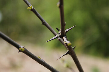 Sharp thorns on the tree branch