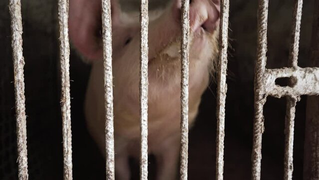 The ugly pig sniffs behind the cage