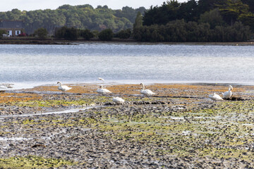 swans on the beach in the morning
