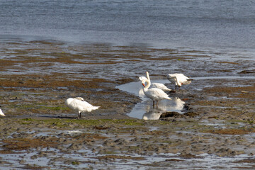swans on the beach in the morning