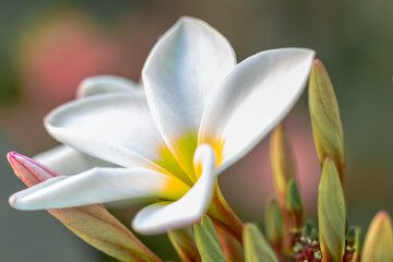 Fleur blanche de frangipanier 