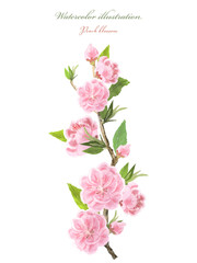 桃の花（水彩画）　桃の花の小枝のイラスト